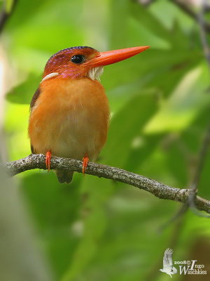 Adult Sulawesi Dwarf Kingfisher