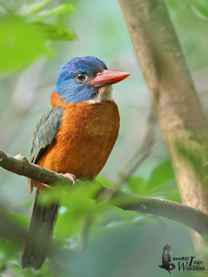 Male Green-backed Kingfisher