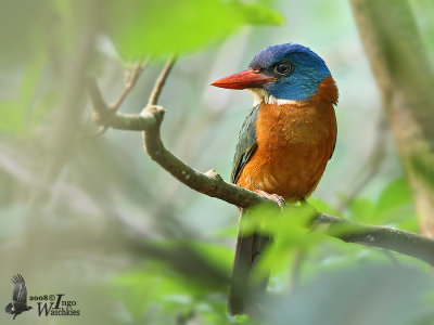 Male Green-backed Kingfisher