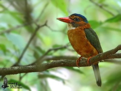 Female Green-backed Kingfisher