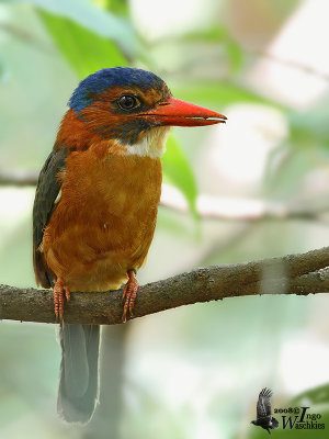 Female Green-backed Kingfisher