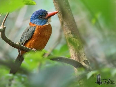 Male Green-backed Kingfisher