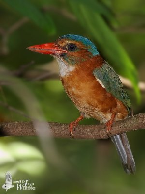 Female Green-backed Kingfisher (strong flash)
