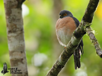 Female Small Sparrowhawk