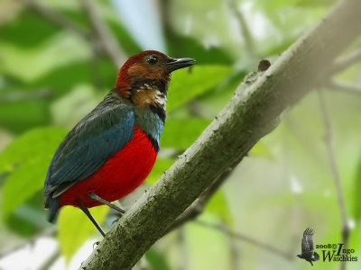 Adult Sulawesi Pitta