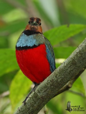 Adult Sulawesi Pitta