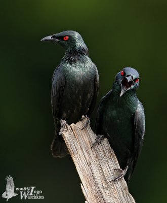 Adult Asian Glossy Starlings