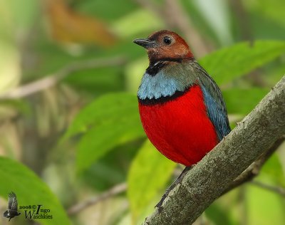 Adult Sulawesi Pitta