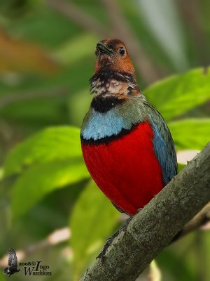 Adult Sulawesi Pitta