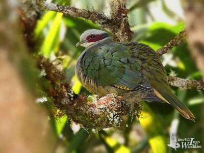 Adult Red-eared Fruit Dove (ssp. centralis)