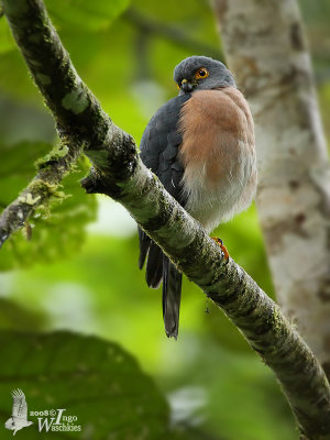 Female Dwarf Sparrowhawk