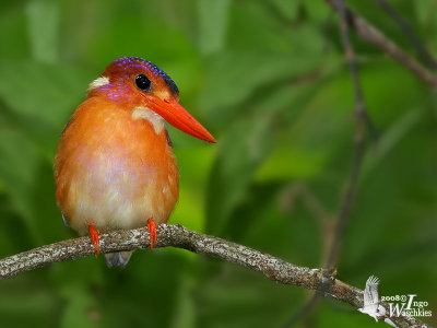 Adult Sulawesi Dwarf Kingfisher (flashed)