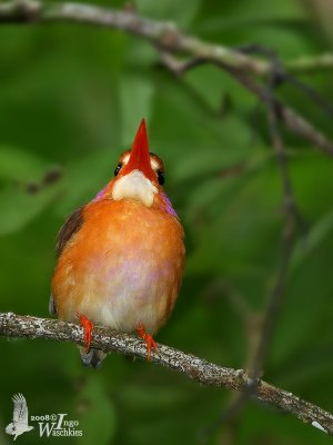 Adult Sulawesi Dwarf Kingfisher (flashed)