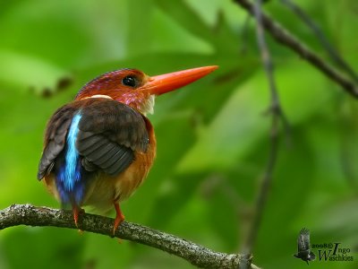 Adult Sulawesi Dwarf Kingfisher