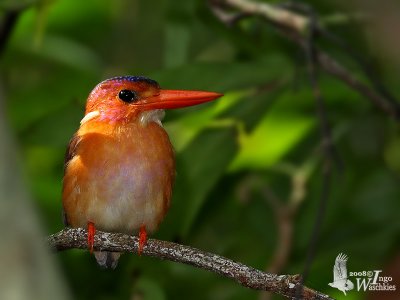 Adult Sulawesi Dwarf Kingfisher (flashed)