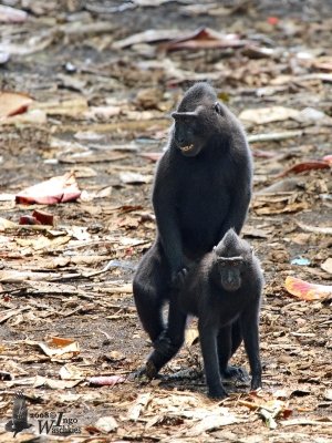 Black Crested Macaque
