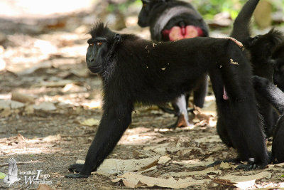 Black Crested Macaque