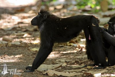 Black Crested Macaque