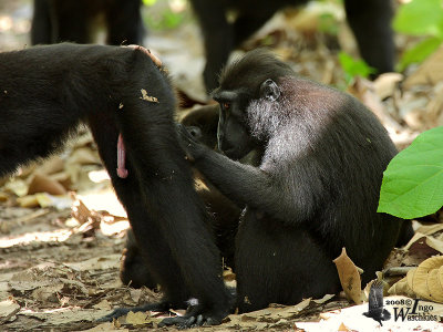 Black Crested Macaque