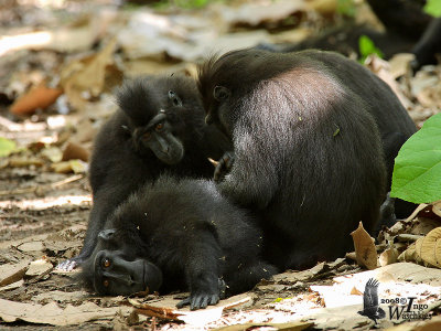 Black Crested Macaque