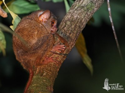 Spectral Tarsier eating a cicada