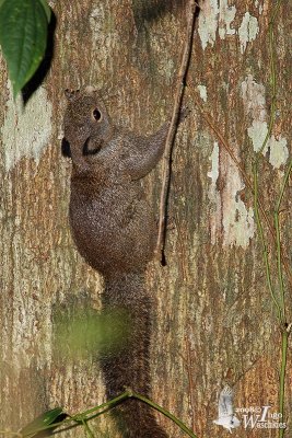 Sulawesi Dwarf Squirrel