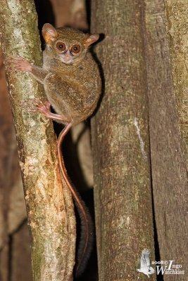 Spectral Tarsier