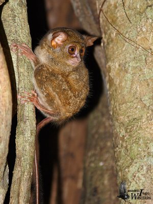 Spectral Tarsier