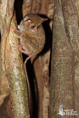 Spectral Tarsier