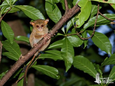 Spectral Tarsier