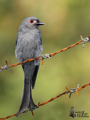 Adult Ashy Drongo