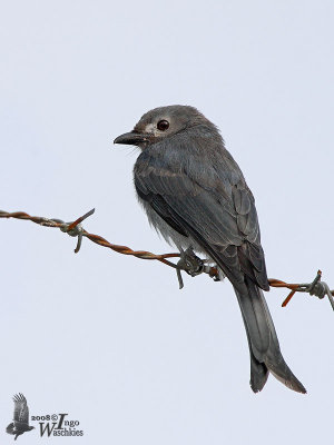 Juvenile Ashy Drongo