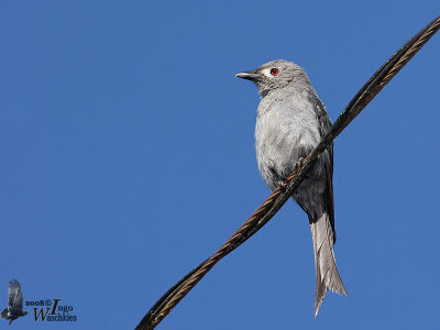 Adult Ashy Drongo