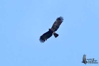 Adult Black Eagle
