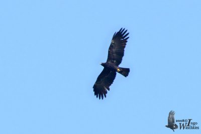 Adult Black Eagle