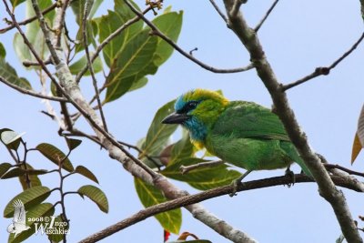 Adult Golden-naped Barbet