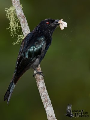 Adult Hair-crested Drongo