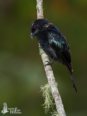 Adult Hair-crested Drongo (ssp. borneensis)