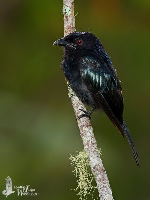 Adult Hair-crested Drongo (ssp. borneensis)