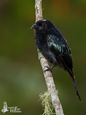 Adult Hair-crested Drongo (ssp. borneensis)