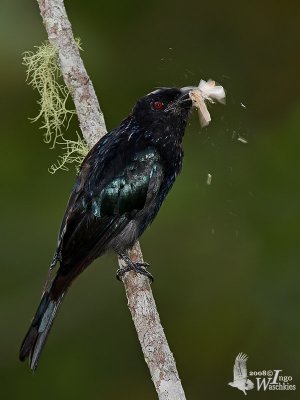 Adult Hair-crested Drongo (ssp. borneensis)