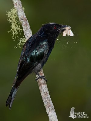 Adult Hair-crested Drongo (ssp. borneensis)