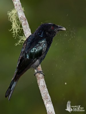 Adult Hair-crested Drongo (ssp. borneensis)