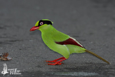 Adult Short-tailed Green Magpie