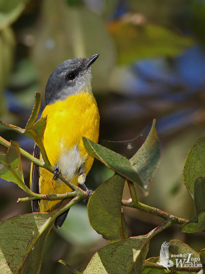 Female Grey-chinned Minivet (ssp. cinereigula)