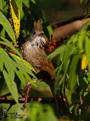 Adult Adult Ochraceous Bulbul (ssp. ruficrissus) - no fill-in flash
