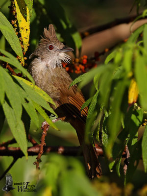 Adult Ochraceous Bulbul (ssp. ruficrissus) - no fill-in flash