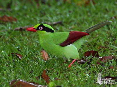 Adult Short-tailed Green Magpie