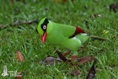 Adult Short-tailed Green Magpie