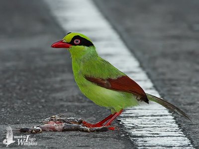 Immature Short-tailed Green Magpie
